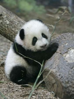 Baby Panda