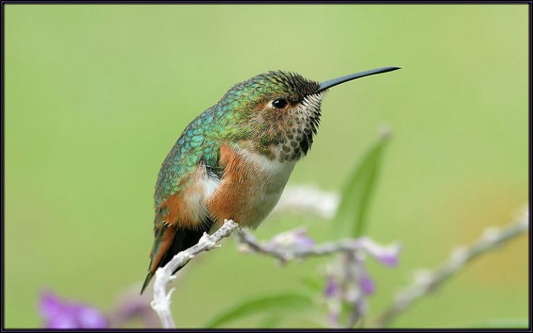 Blossom and Banji the Almost-Fledged Hummingbirds – BIOL420 @UNBC ...