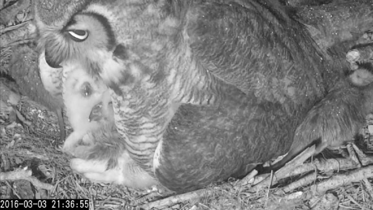 A short visit to a mother Great Horned Owl and her two owlets – BIOL420 ...