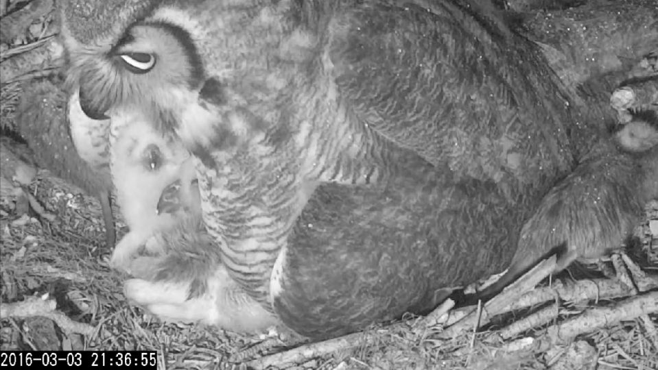 Mother owl contains her owlets between her talons during feeding.