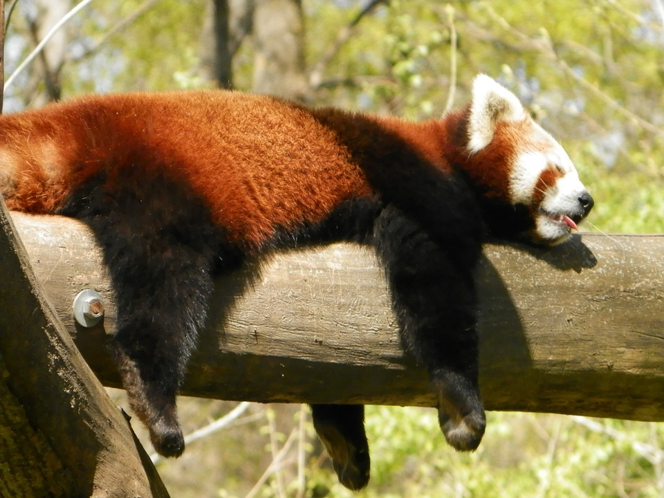 Red Panda napping