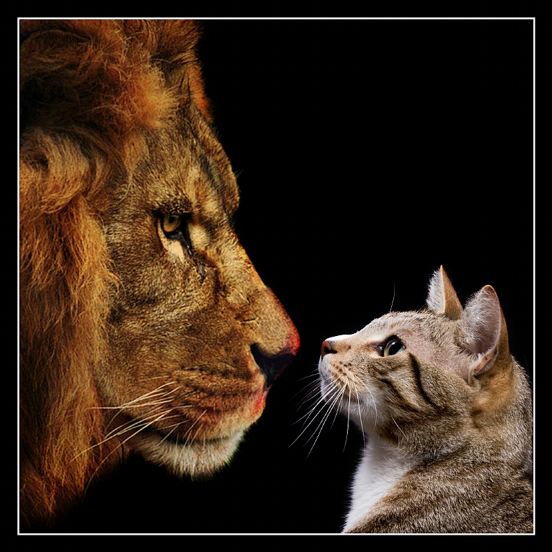 Leo vs Catus: A Battle of Evolution and Behaviour – BIOL420 @UNBC