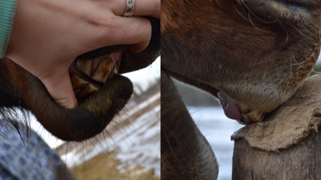 Photos by Caitlyn Gallinger The teeth of a horse who does not crib vs. the horse who cribs. Note the rounded edges and the wear on the teeth of the cribbing horse. You can see that they are worn down so that you can see the gum behind. 