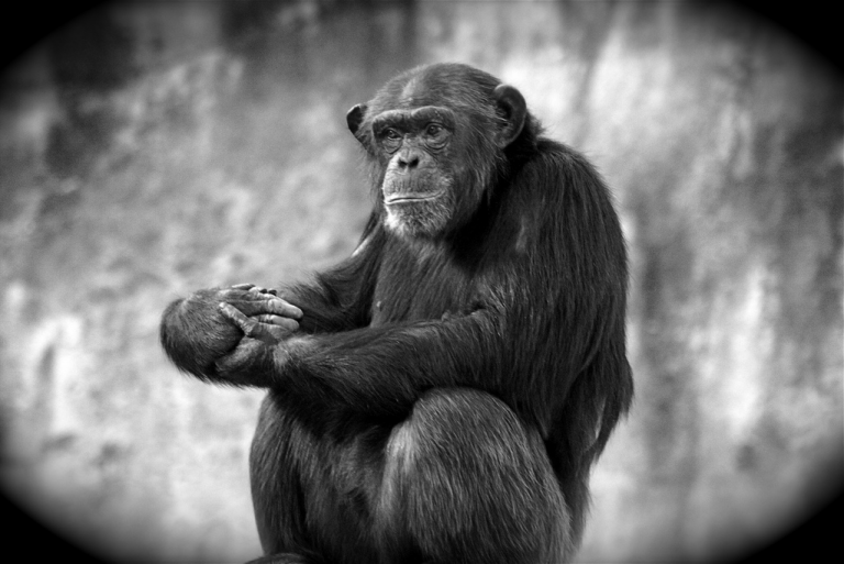 Social Complications To Conservation Of A Social Primate – Biol420 