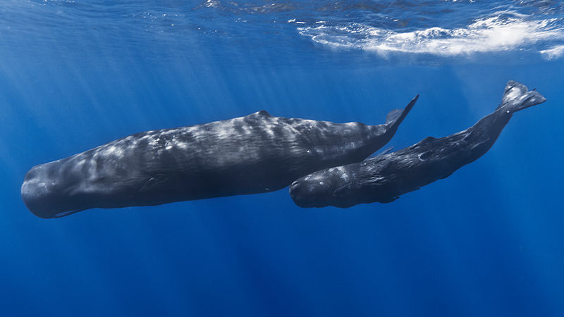 800px-Mother_and_baby_sperm_whale