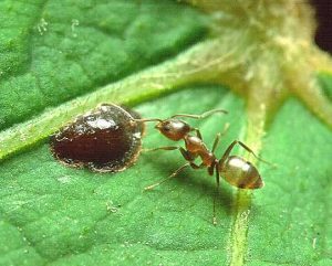 Linepithema_Argentine_ant