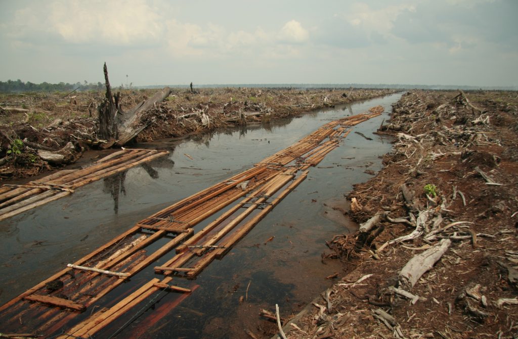 Human Caused Environmental Destruction https://en.wikipedia.org/wiki/Environmental_issues_in_Indonesia#/media/File:Riau_deforestation_2006.jpg
