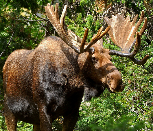 A majestic male moose sporting a large set of antlers for the upcoming mating season. Photo by Iftekhar Naim used under Creative Commons Attribution-NonCommercial-NoDerivs 2.0 Generic license via Flickr