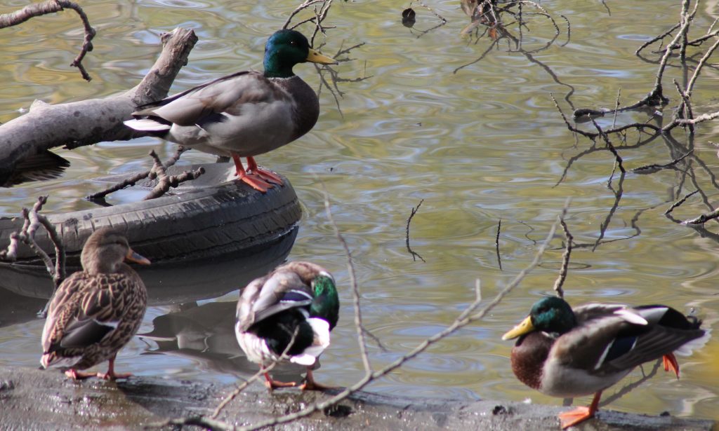Migrating ducks in Prince George 