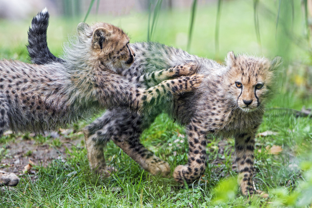 The Negative Impacts Of Wildlife Tourism On Cheetahs BIOL420 UNBC the-negative-impacts-of-wildlife-tourism-on-cheetahs-biol420-unbc