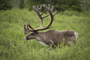 Impacts Beyond the Obvious. How Human Presence Impacts Caribou Habitat ...