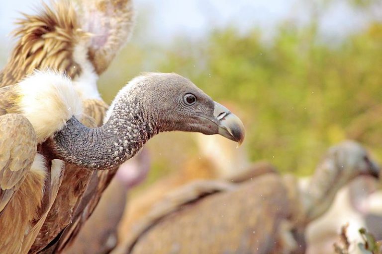 A Decline of Vultures, an Increase in Disease The Tale of Diclofenac