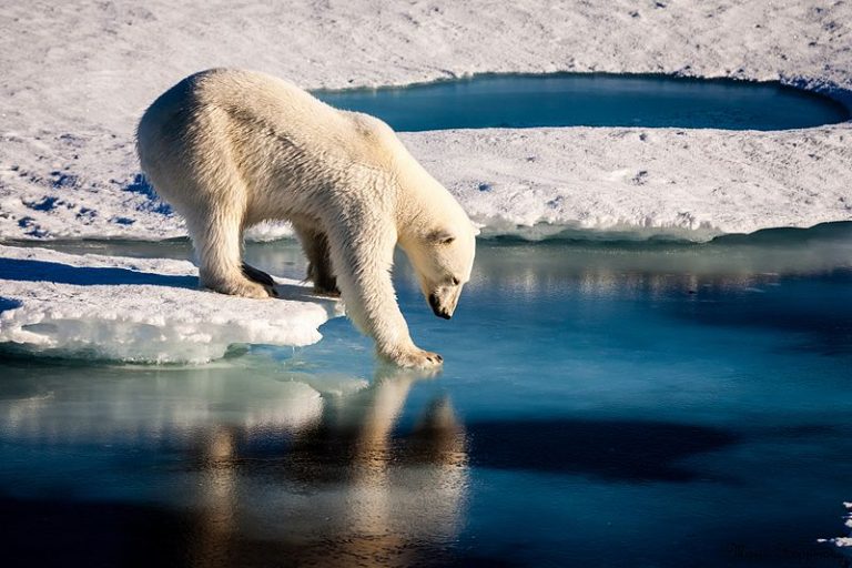 different-ways-polar-bears-are-affected-by-global-warming-biol420