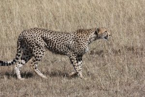 The Negative Impacts of Wildlife Tourism on Cheetahs – BIOL420 @UNBC ...