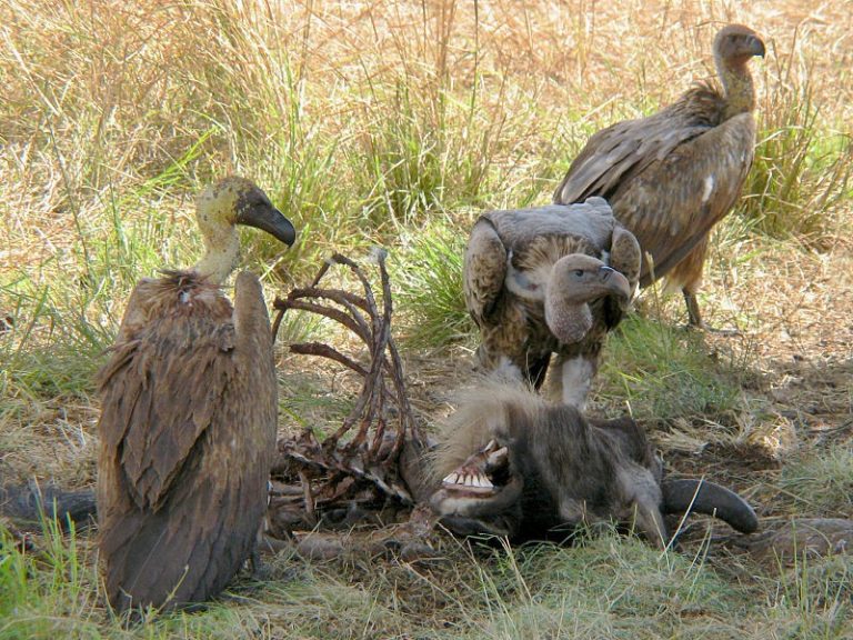 A Decline of Vultures, an Increase in Disease The Tale of Diclofenac